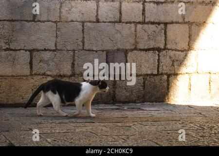 The cat walks along the old street along the cobbled path to the light, Montenegro Stock Photo