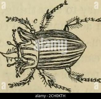 . The American home garden . b, Melolontha vulgaris, or May-beetle. c, Melolontlia copris, or Tumble-bug. The corn grub is a whitish, fat, disgusting grub, from oneto two inches long, which is often found greatly to injure com E 2 106 AMERICAN HOME GARDEN. as well as grass by eating the roots, sometimes destroying themso completely in sod-land that the grass may be rolled from thesm-face like a sheared fleece. It especially prevails amongcom or potatoes planted in newly-plowed sod-land. Plowingin the fall has been thought to expose the grub to destructionby the frost, the birds, &c. On spring- Stock Photo