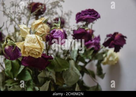 Dried rose bouquet Stock Photo