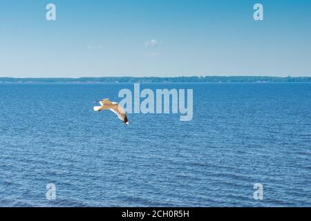 flying seagull on a big lake, summer sunny day, panorama horizon Stock Photo