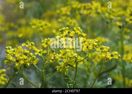 Blooming common rue or herb-of-grace (Ruta graveolens) with yellow flowers, aromatic herb and medicinal plant since ancient times, copy space, selecte Stock Photo