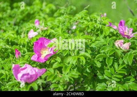 Blooming branches of wild rose on a blurred background. Beautiful pink wild rose flower with blurred green leaves and sun light on background. Wild ro Stock Photo
