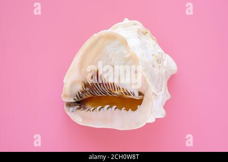 Sea shell white color isolated on pink background top view, Summer vacation and spa concept. Stock Photo