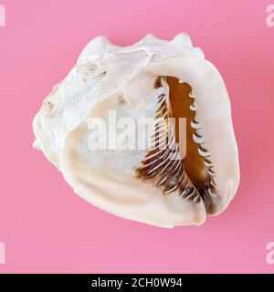 beautiful cockleshell isolated on pink background, top view, Summer vacation and sea concept. Stock Photo