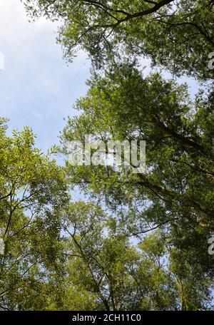 looking up through trees to sky, suffolk, england Stock Photo