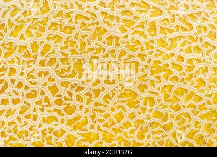 Macro shot of yellow melon skin texture. Design element for vegetarian, raw food diet and healthy eating concepts. Full frame. Top view. Stock Photo