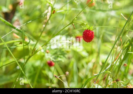 Wild strawberries bush in a summer forest decor - Bush of wild strawberries in their natural environment, on a sunny day of summer, The berry of ripe Stock Photo