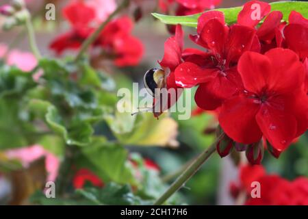 Snail on a flower in the garden Stock Photo