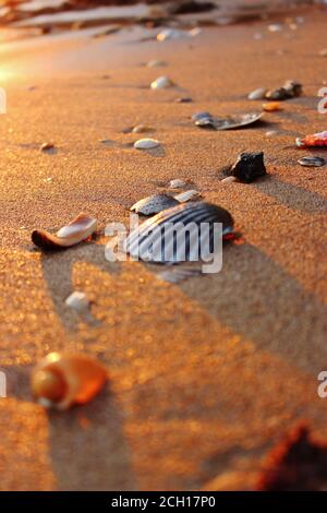 Shells on the beach at golden hour- Praia do Estudante, Lagos/Portugal Stock Photo