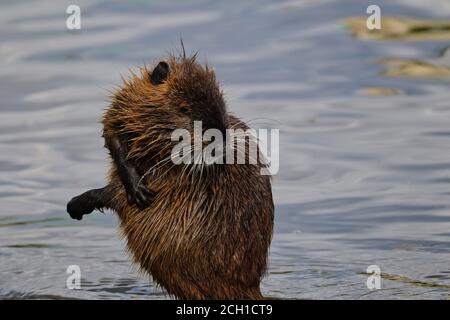Coypu Scratches its Fur on Riverside of Vltava River. Portrait of Wet Nutria in Prague, Czech Republic. Stock Photo