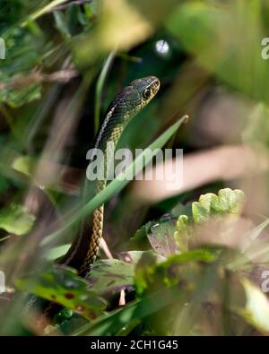 Snake head close-up profile view with foreground and background of foliage in its environment and habitat basking in sunlight. Stock Photo
