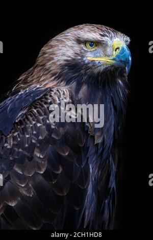Eastern imperial eagle (Aquila heliaca), France Stock Photo