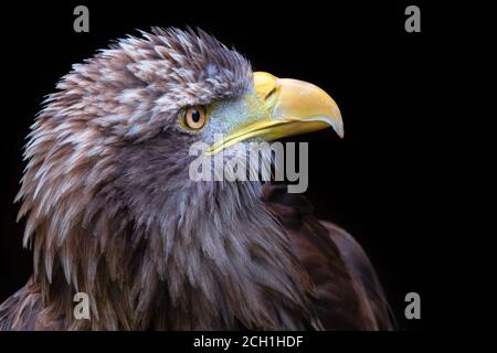 Young white-tailed eagle (Haliaeetus albicilla), France Stock Photo