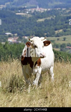 Portrait de vache Montbéliarde Stock Photo