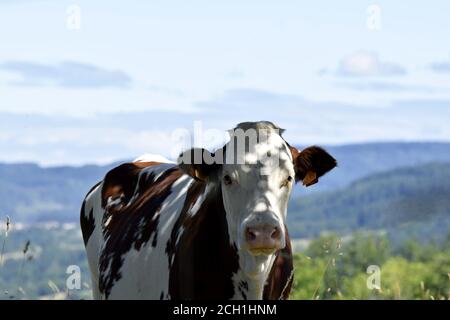 Portrait de vache Montbéliarde Stock Photo