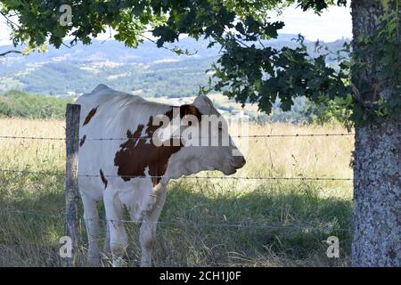 Portrait de vache Montbéliarde Stock Photo