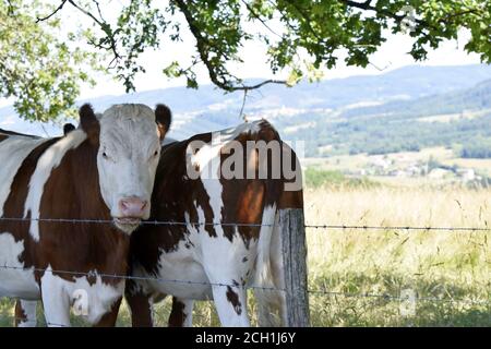 Portrait de vache Montbéliarde Stock Photo