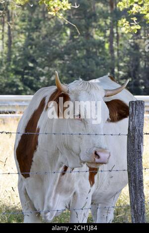 Portrait de vache Montbéliarde Stock Photo