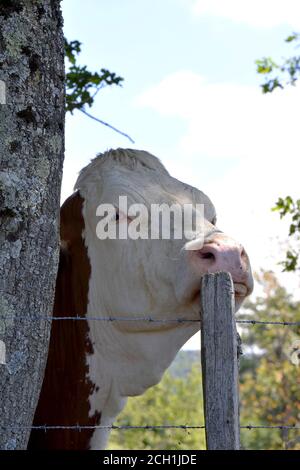 Portrait de vache Montbéliarde Stock Photo