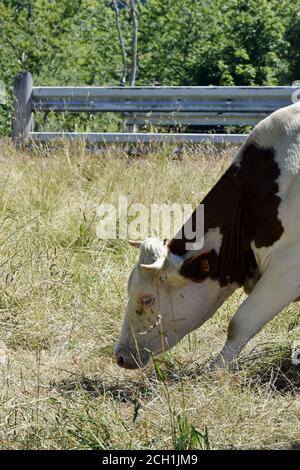 Portrait de vache Montbéliarde Stock Photo