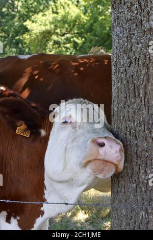 Portrait de vache Montbéliarde Stock Photo