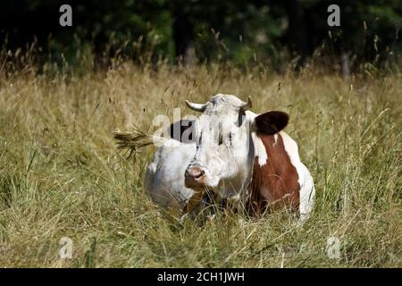 Portrait de vache Montbéliarde Stock Photo