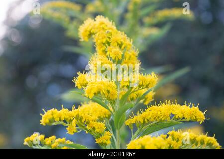Blooming Solidago gigantea - Goldenrod, tall goldenrod, giant goldenrod - invasive species Stock Photo