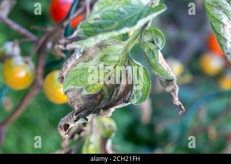 Caterpillar - Old World swallowtail - on fennel Stock Photo