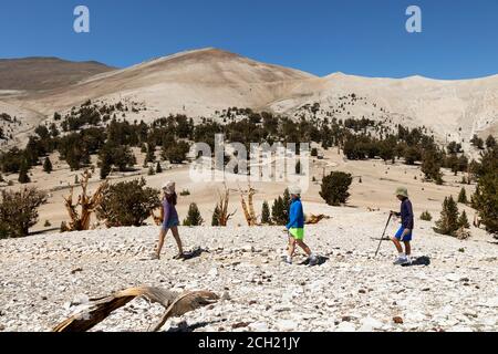 Mother and two sons hiking in Patriarch Grove, Ancient Bristlecone Pine forest, White Mountains Stock Photo