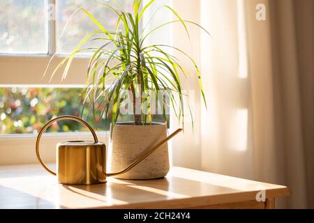 Dragon tree dracaena marginata next to a watering can in a beautifully designed home interior. Stock Photo