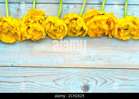 An high angle closeup shot of yellow tulips and on the wooden background with empty copy space for text Stock Photo