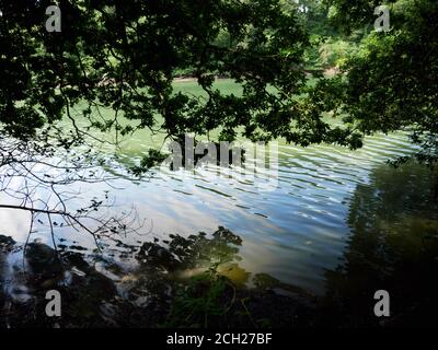 Reflection in the water at Frenchman's Creek, on the helford River, Cornwall. Stock Photo