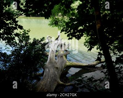 Reflection in the water at Frenchman's Creek, on the helford River, Cornwall. Stock Photo