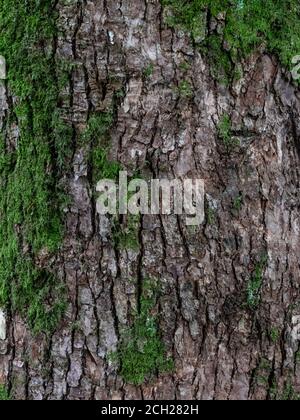 tree bark with green moss close up background, texture. Stock Photo