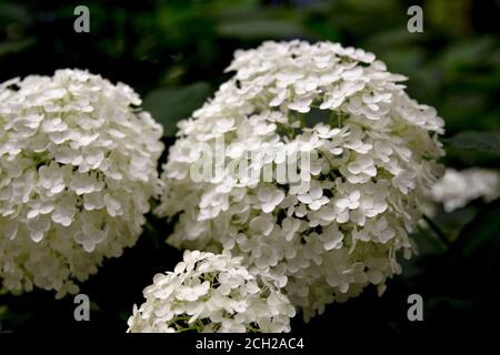 White hydrangea flowers in Shinjuku Chuo Park near the Tokyo Metropolitan Government Building in the Shinjuku district of Tokyo. Stock Photo