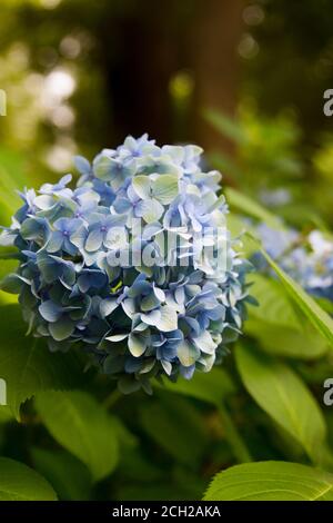 Colorful hydrangea flowers in Shinjuku Chuo Park near the Tokyo Metropolitan Government Building in the Shinjuku district of Tokyo. Stock Photo