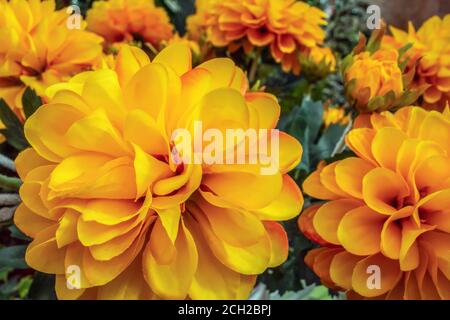 full frame artificial yellow flowers closeup Stock Photo