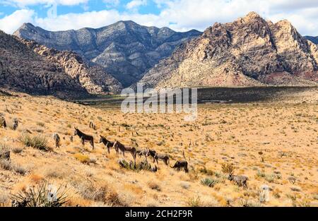 Wild burros (Equus asinus) are non-native relatives of horses that were introduced into the western wildlands when the late 1800s and early 1900s gold and silver mines played out and prospectors abandoned their animals. Here, they are in Red Rock Canyon National Conservation Area, 20 miles west of Las Vegas, NV, USA Stock Photo