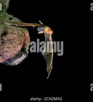 The greater bulldog bat (Noctilio leporinus) flying near the roost in tree hole, Ceara, Brazil Stock Photo