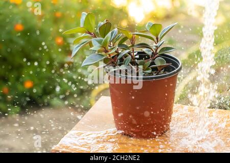 A beautiful plant in the shower, Water plant concept Stock Photo