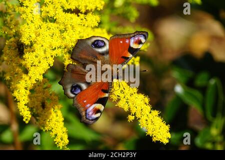 Peacock Butterfly feeding on the goldenrod flowers. Aglais io Stock ...