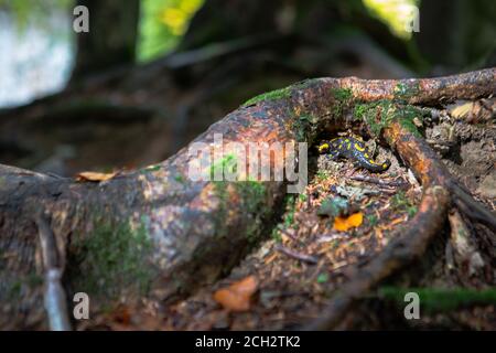 yellow spotted salamander in forest Stock Photo