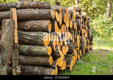 stacked logs of cut trees in the forest.  Concept of deforestation Stock Photo
