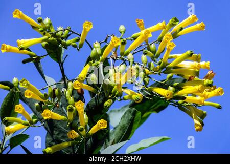 Tree Tobacco Nicotiana glauca, Mustard tree flowers Stock Photo