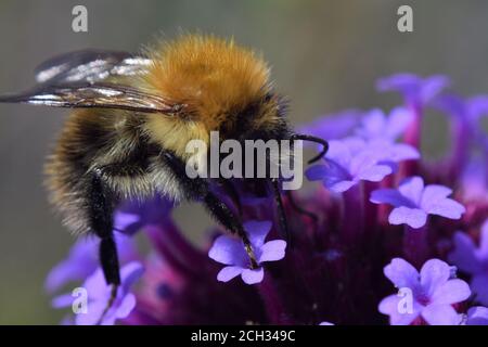 Close up of Carder Bumble Bee on flowers Stock Photo