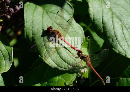 Autumn meadowhawk (Sympetrum vicinum) male & female dragonfly mating in tandem linkage on a leaf in Ottawa, Ontario, Canada. Stock Photo