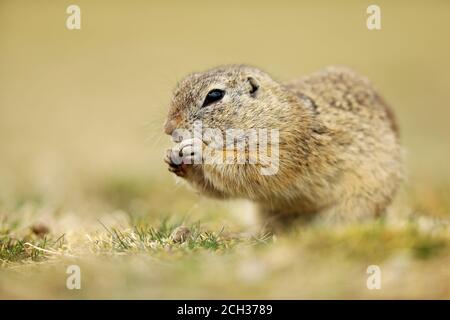 Ground Squirrel, Spermophilus citellus, sitting in the grass during summer, detail animal portrait, Czech Republic Stock Photo