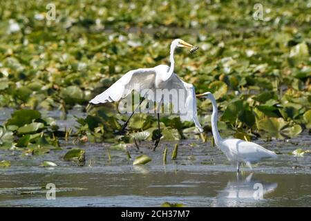 Great Egrets in Marsh habitat Stock Photo