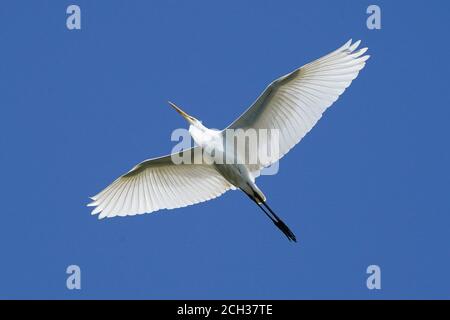 Great Egrets in Marsh habitat Stock Photo