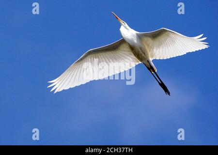 Great Egrets in Marsh habitat Stock Photo